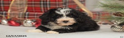 Mini Bernedoodle dogs for sale: Cooper - Ad 2