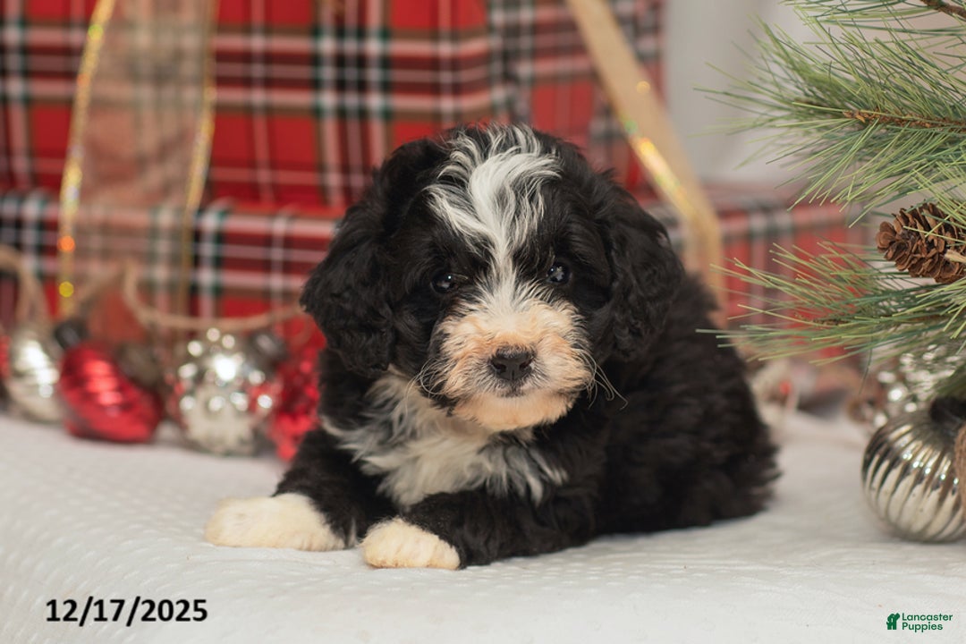 Mini Bernedoodle dogs for sale: Cooper - Ad 2