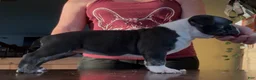 American Bully dogs for sale: Black Ticked Trindle 2 - Ad 2