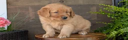 Golden Retriever dogs for sale: Tyson - Ad 8