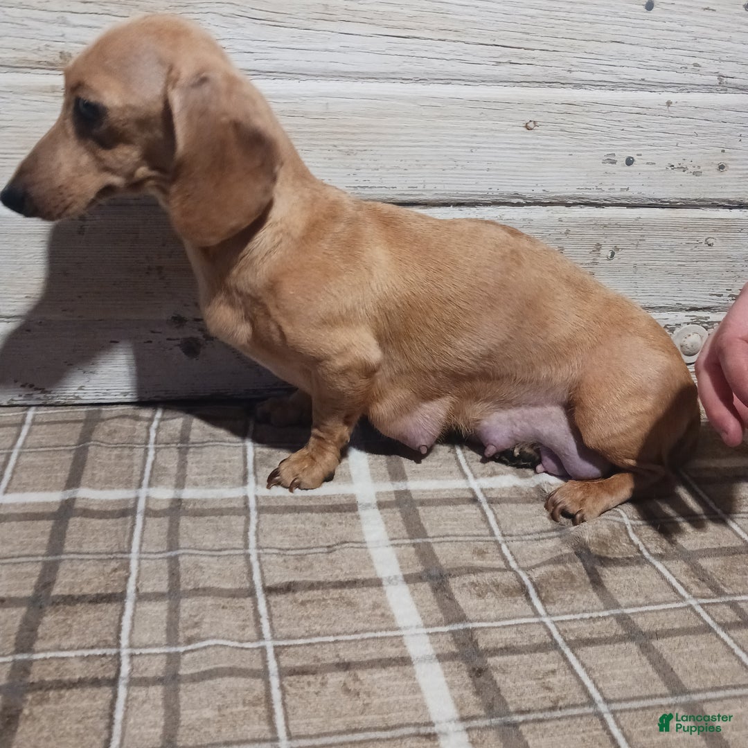 Miniature Dachshund dogs for sale: Skittles - Ad 6