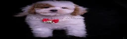Maltipoo dogs for sale: Maco F1B - Ad 6
