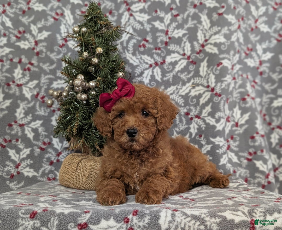 Miniature Poodle dogs for sale: Cheri - Ad 5
