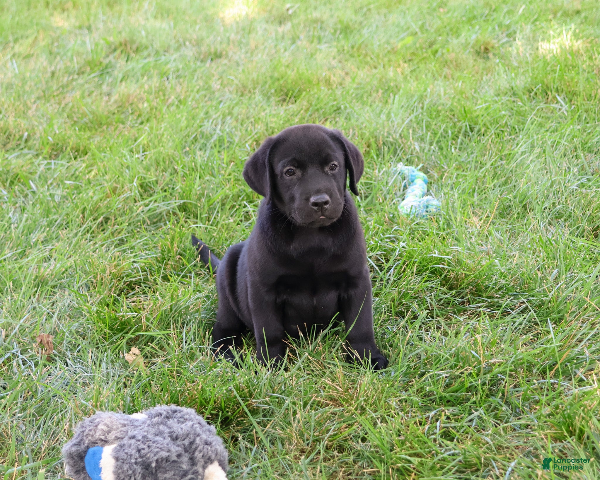 Labrador Retriever dogs Sebastian  - Ad 14