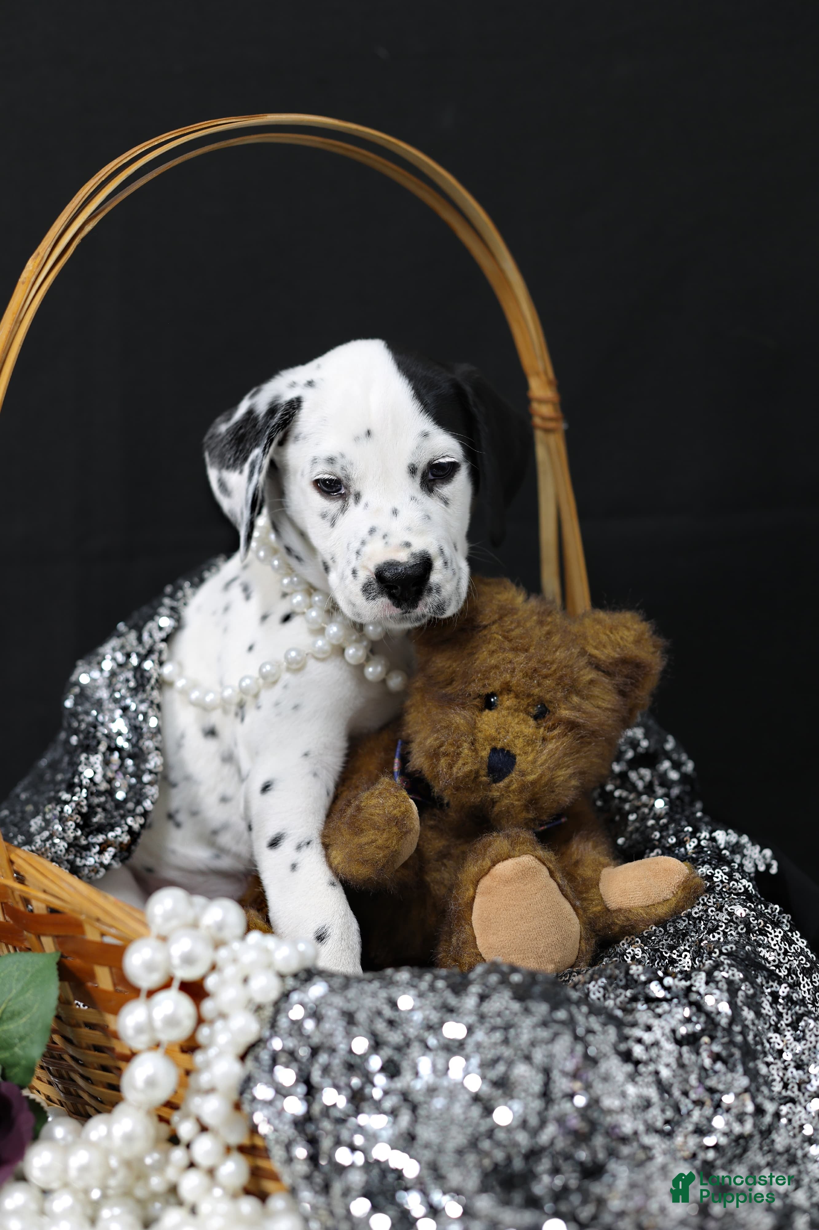 Dalmatian dogs Dalmatian Puppy 3 - Ad 21