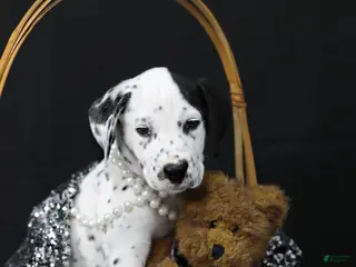 Dalmatian dogs Dalmatian Puppy 3 - Ad 21