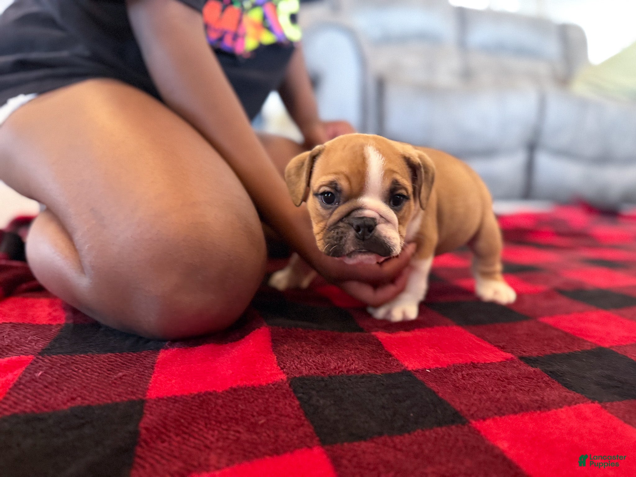 English Bulldog dogs Sarge - Ad 1