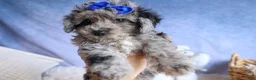Bichpoo dogs for sale: NOAH - Ad 1