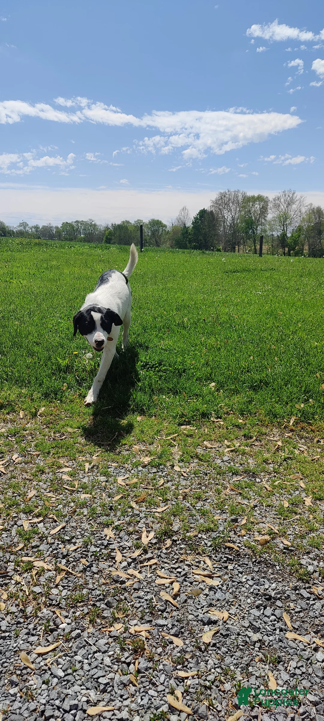 Mixed Breed dogs for sale: Puppy 2 - Ad 2