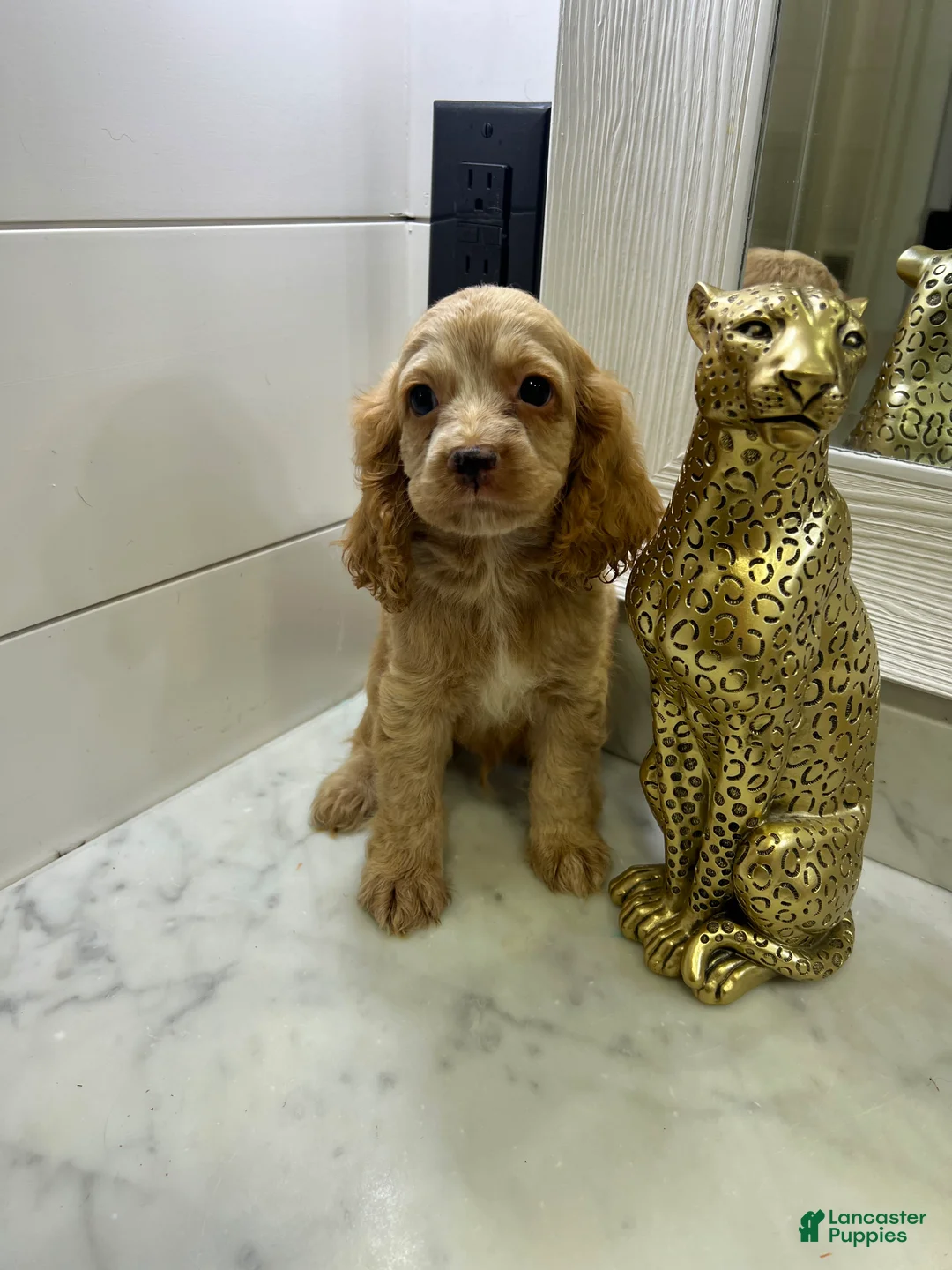 Cocker Spaniel dogs for sale: Milo💙🐾 - Ad 2