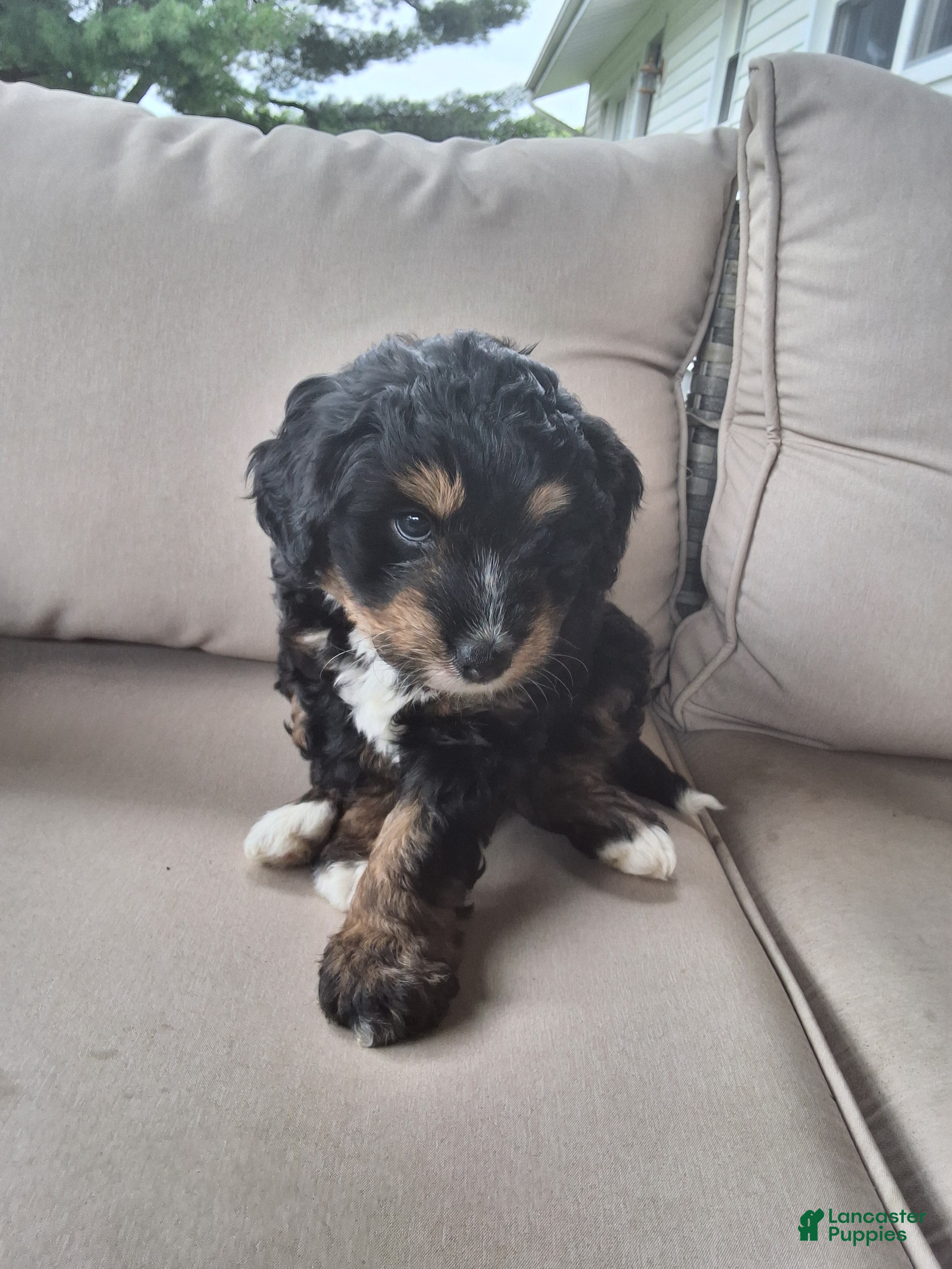 Aussiedoodle dogs Smokey - Ad 2