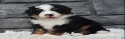 Mini Bernedoodle dogs for sale: Cash  - Ad 6