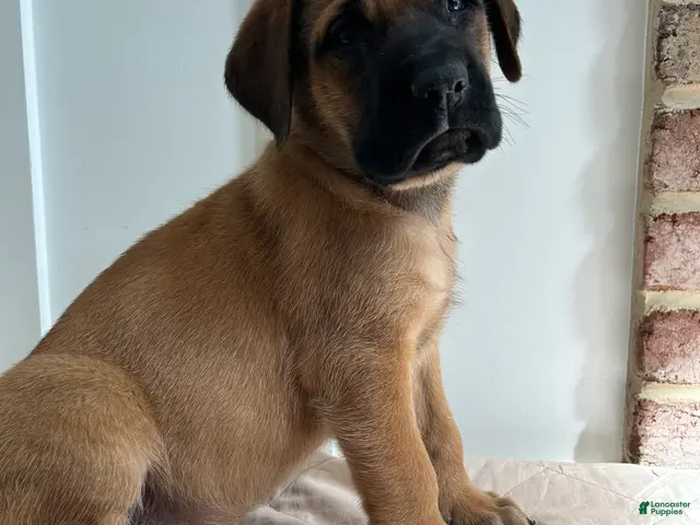 English Mastiff dogs for sale: Snake Eater - Ad 1