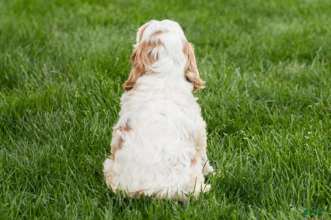 Cockapoo dogs for sale: Brenda  - Ad 5