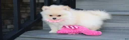 Pomeranian dogs for sale: Ruby - Ad 6