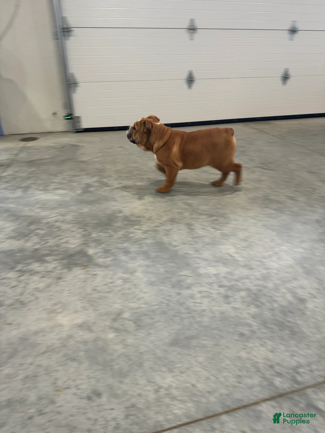 English Bulldog dogs for sale: Zeke  - Ad 10