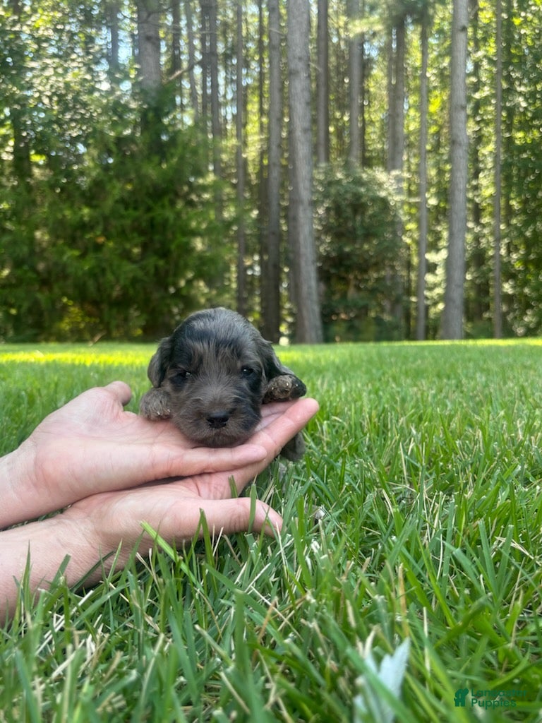 Goldendoodle dogs Molly - Ad 2