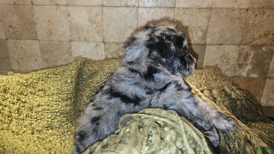 Goldendoodle dogs for sale: Braxton Goldendoodle Puppy 2 - Ad 2