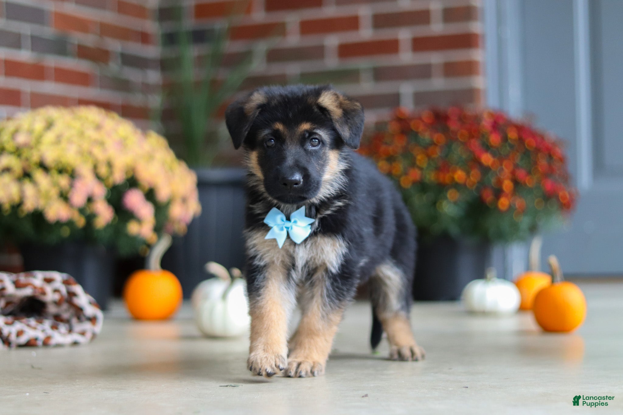 Miles (German Shepherd, Male) in Hardy Township, OH