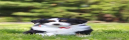 Australian Shepherd dogs for sale: Ranger - Ad 5