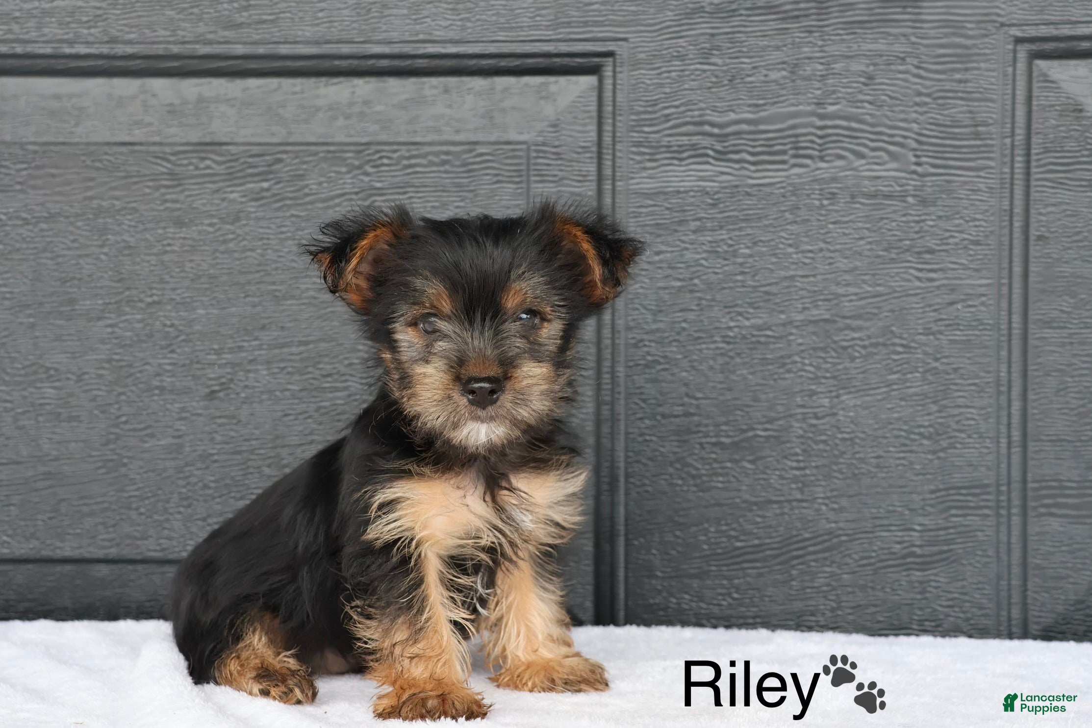 Yorkshire Terrier dogs Riley - Ad 1