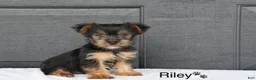 Yorkshire Terrier dogs for sale: Riley - Ad 1