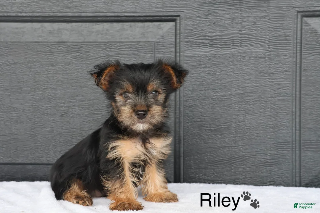 Yorkshire Terrier dogs for sale: Riley - Ad 1