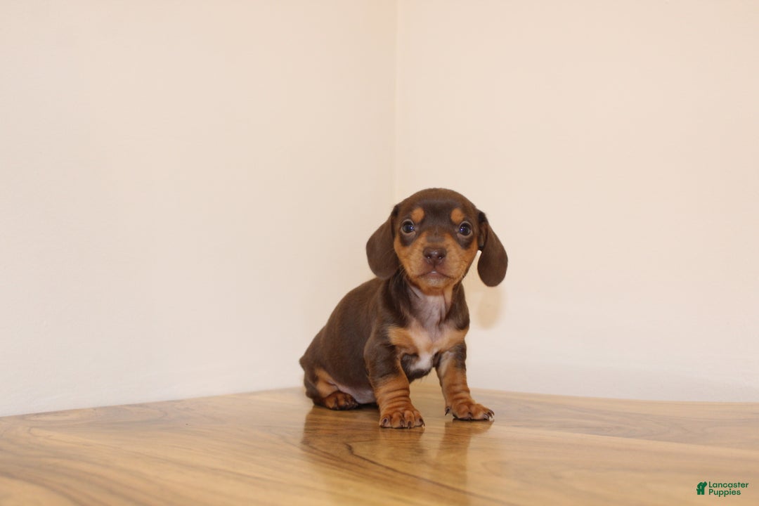 Miniature Dachshund dogs for sale: Bunny - Ad 2