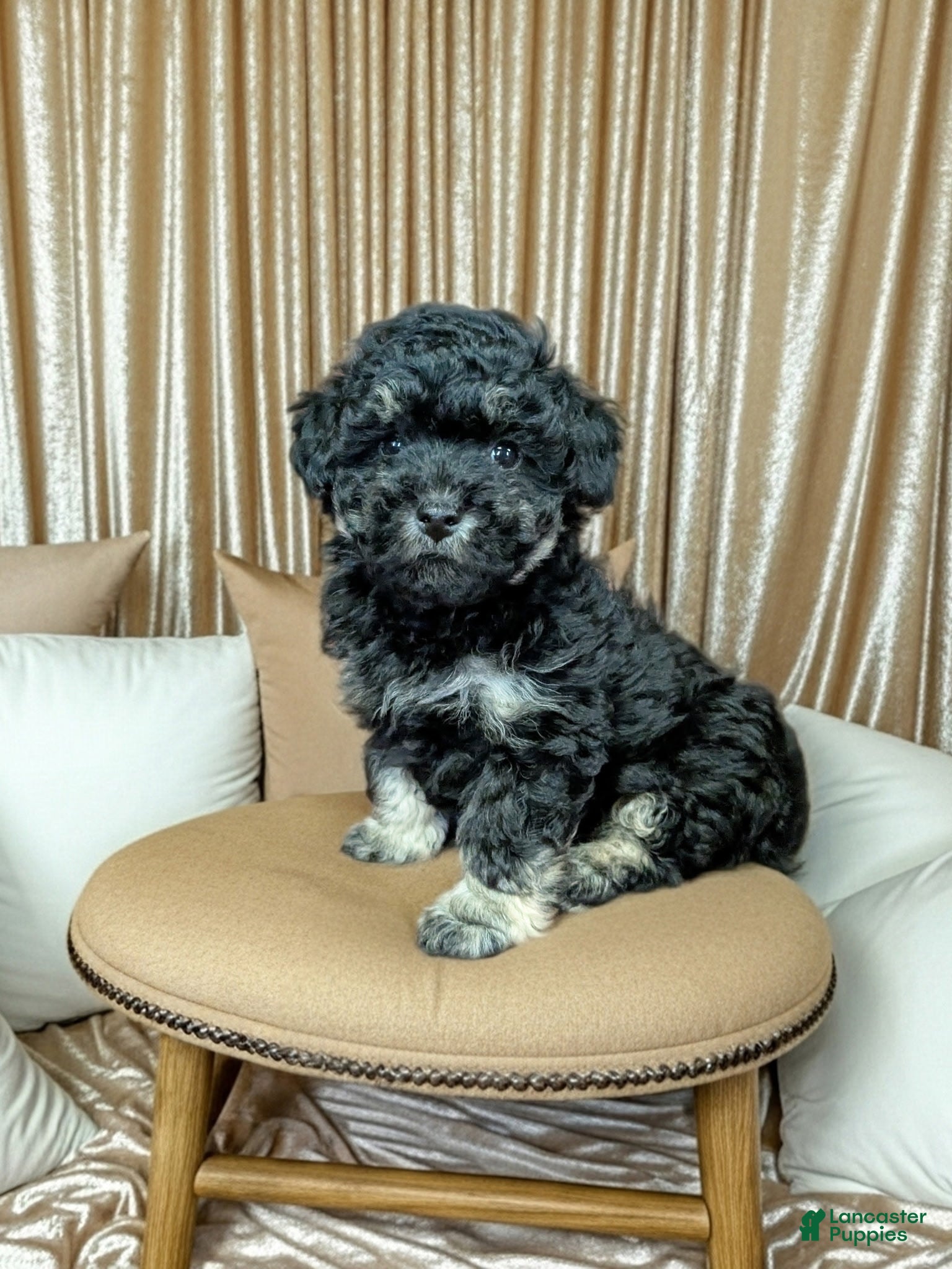 Bichpoo dogs Boots - Ad 32