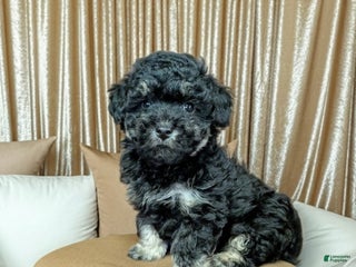 Bichpoo dogs Boots - Ad 41