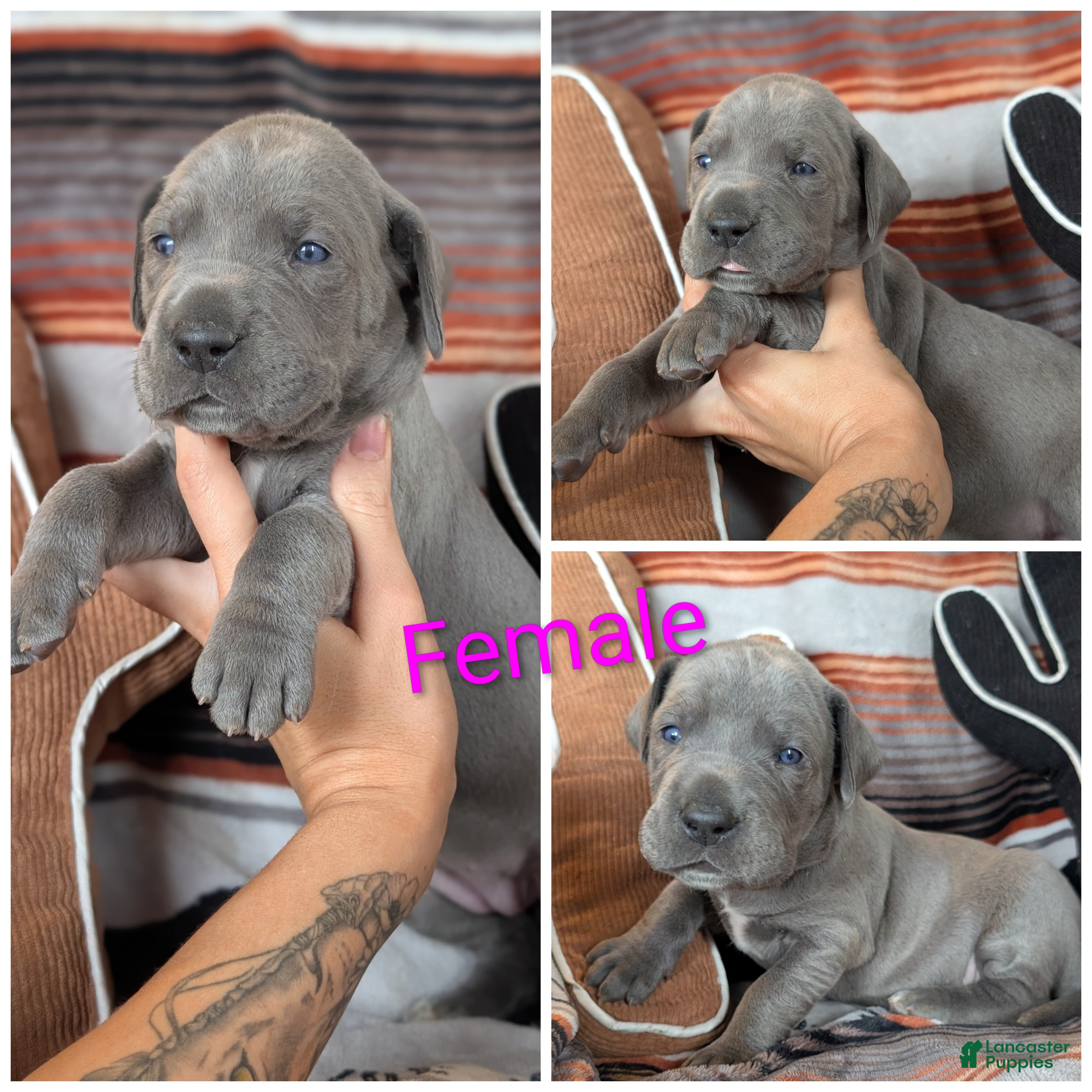 Great Dane dogs Lilly  - Ad 25