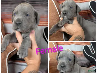 Great Dane dogs Lilly - Ad 25