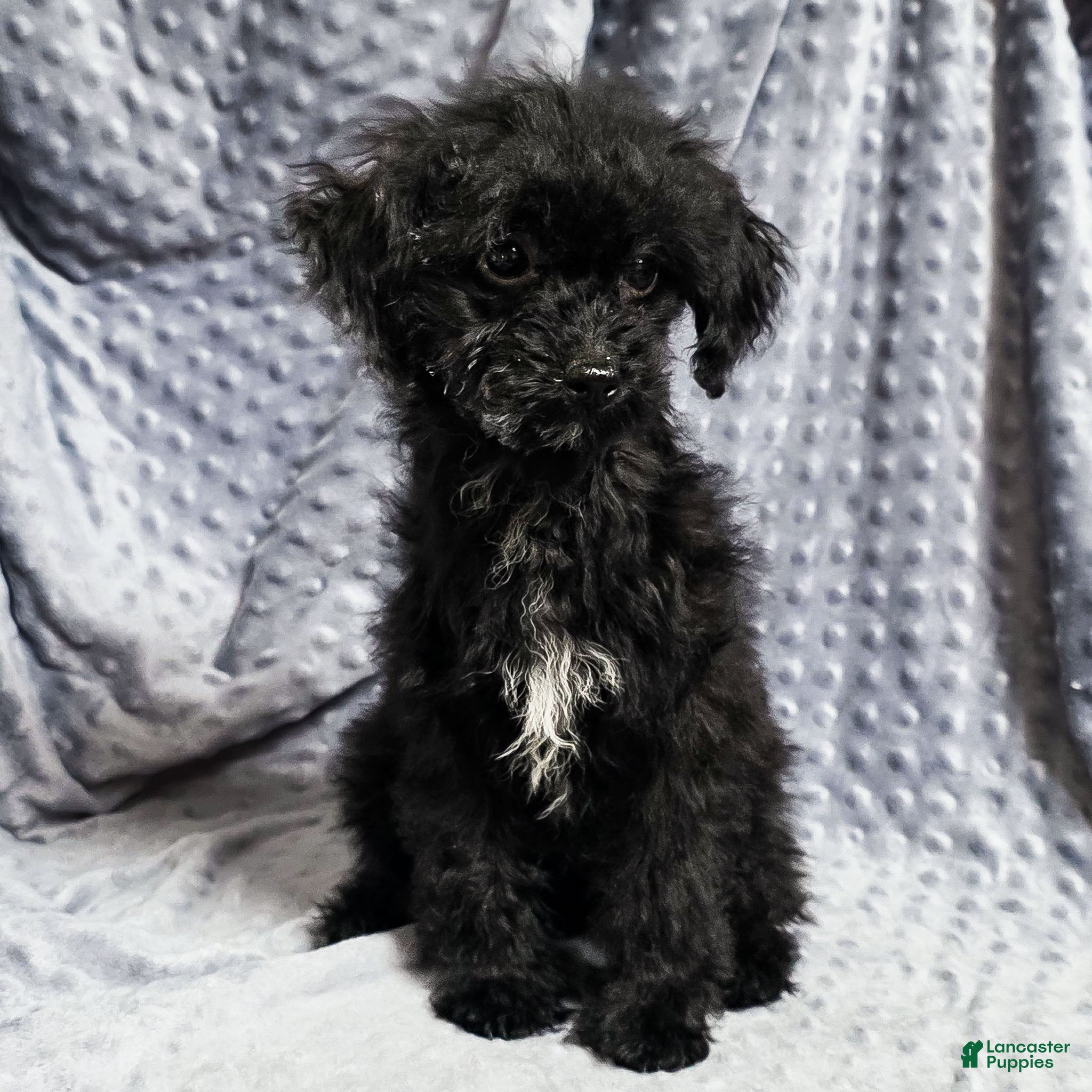 Mixed Breed dogs Dixon - Ad 26