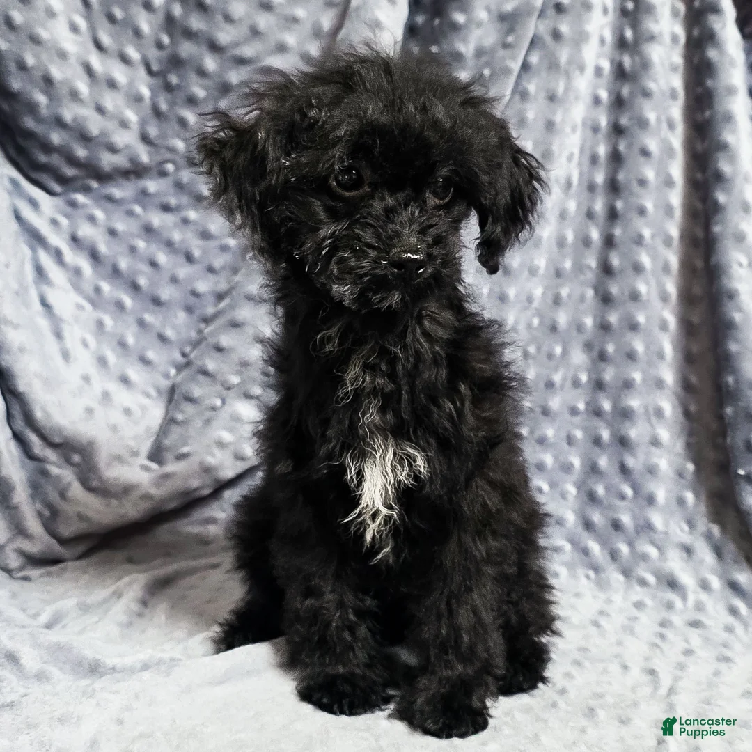 Mixed Breed dogs for sale: Dixon - Ad 1