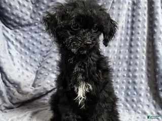 Mixed Breed dogs Dixon - Ad 26