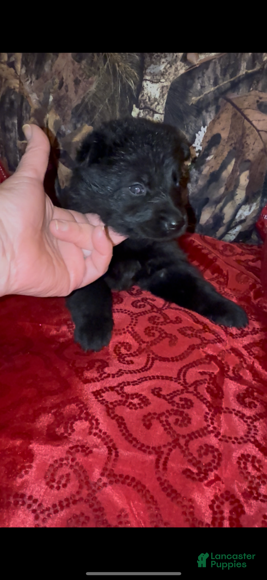 German Shepherd dogs for sale: Sussie B - Ad 4