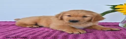 Golden Retriever dogs for sale: Chestnut - Ad 4