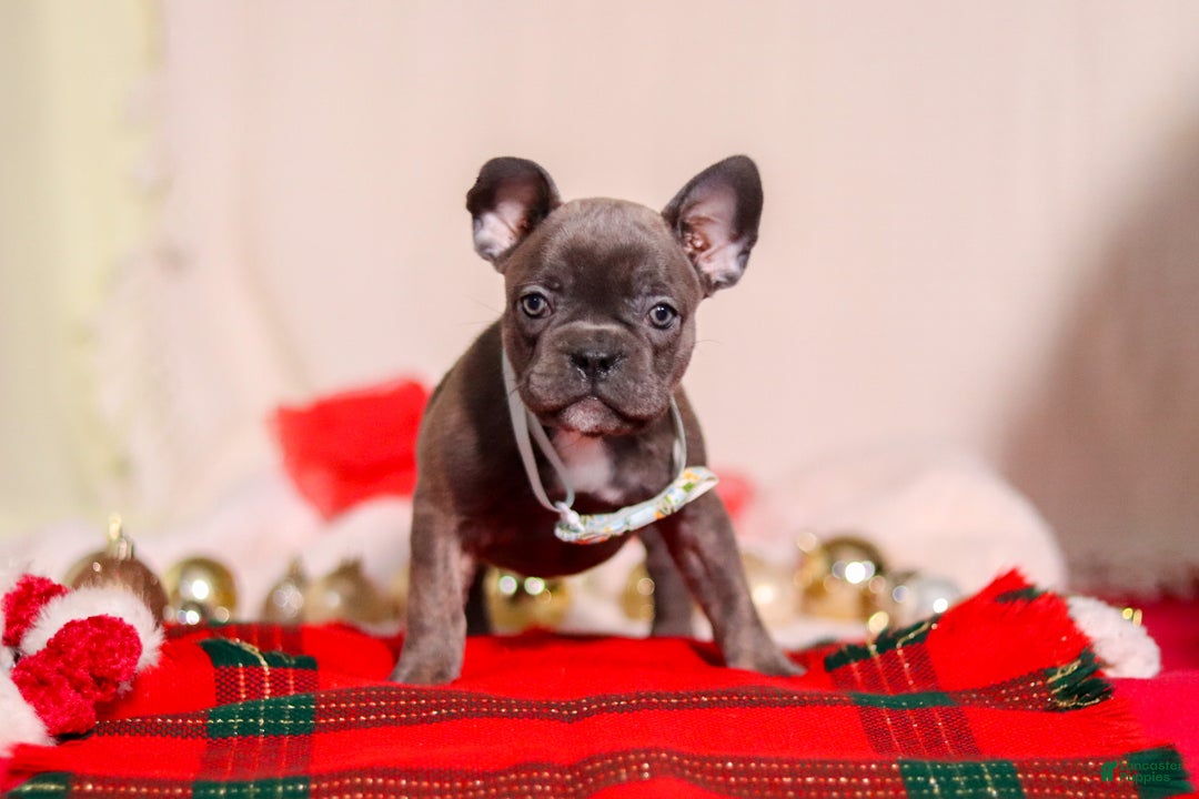 Mixed Breed dogs for sale: Rocky - Ad 1