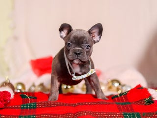 Mixed Breed dogs Rocky - Ad 27