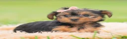 Yorkshire Terrier dogs for sale: Vivian - Ad 5
