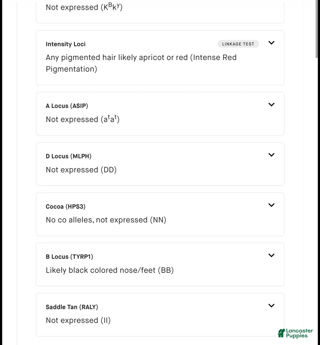 Miniature Poodle dogs for stud: Romeo - Ad 10
