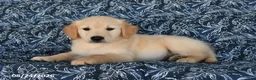 Golden Retriever dogs for sale: Sarge - Ad 5