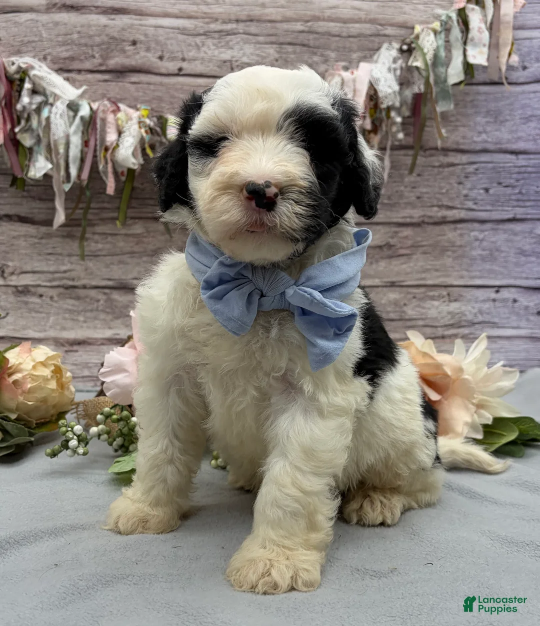Portuguese Water Dog dogs for sale: Felix - Ad 16