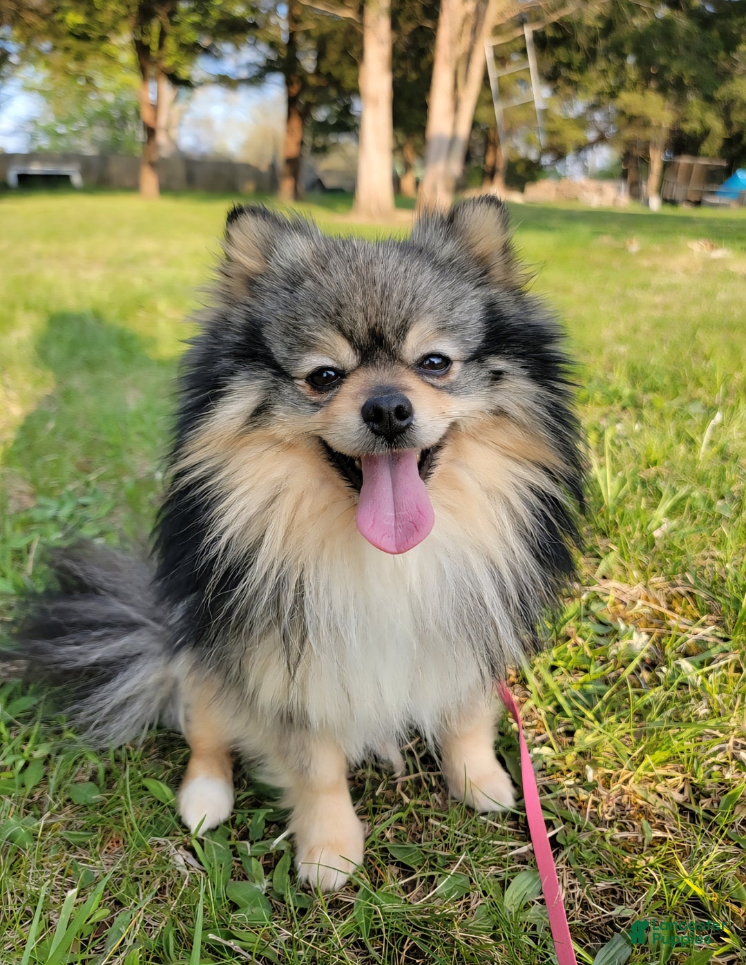 Pomeranian dogs for sale: Kora - Ad 19
