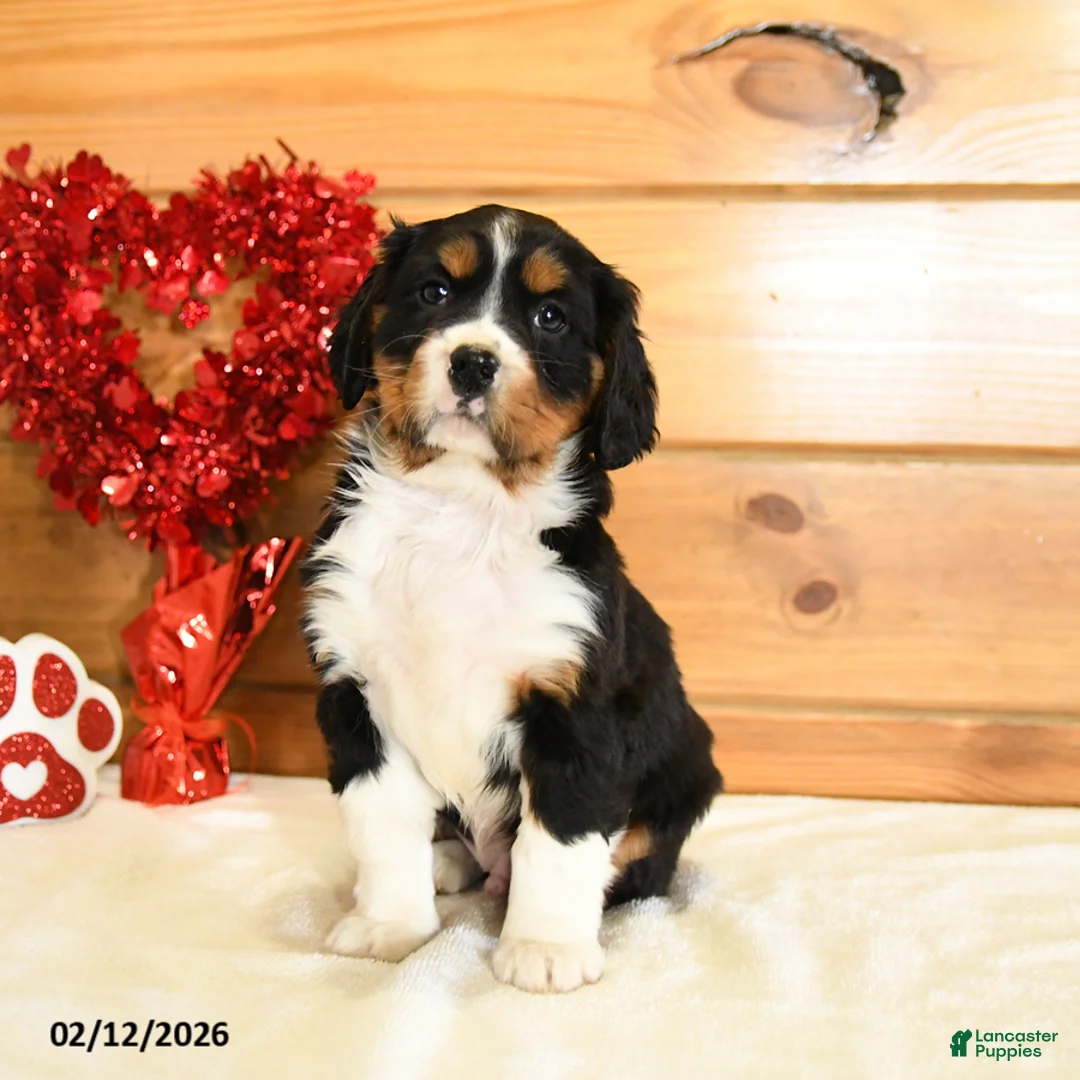 Miniature Bernese Mountain Dog dogs for sale: Victor - Ad 1