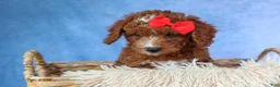 Cavapoo dogs for sale: TUCKER - Ad 5