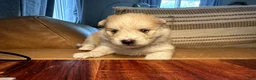 Mixed Breed dogs for sale: Chunk - Boy - Ad 11