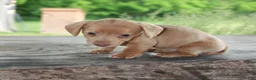Miniature Dachshund dogs for sale: Willow - Ad 4