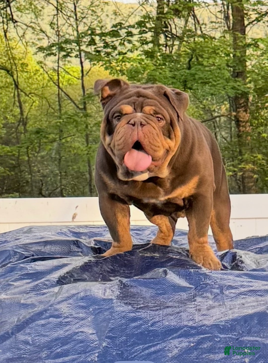 English Bulldog dogs for sale: Khal Drogo - Ad 15