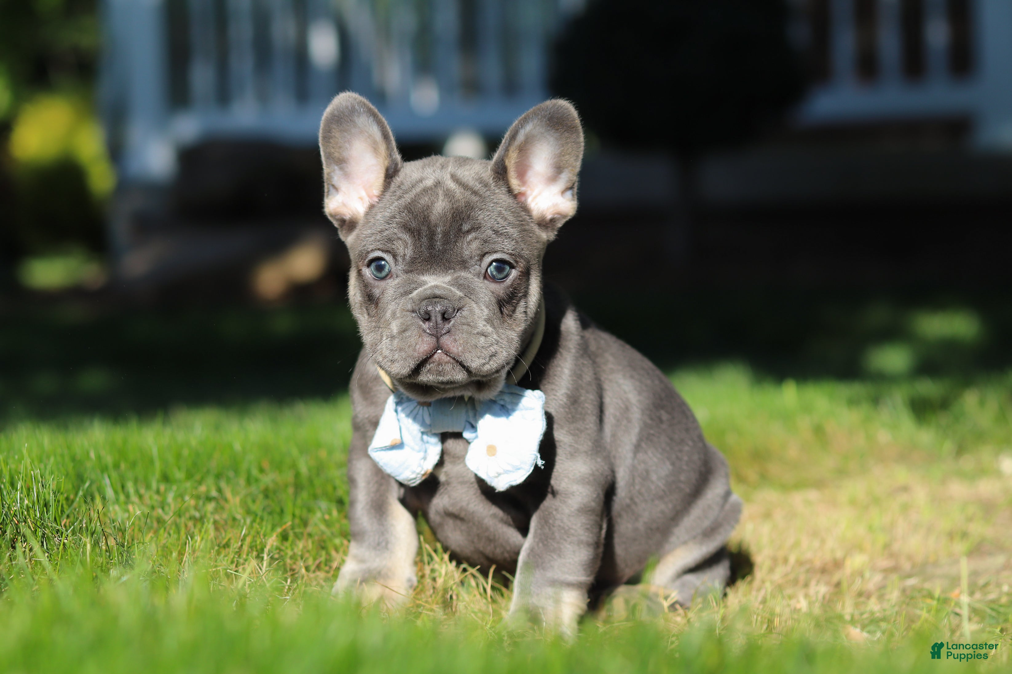 French Bulldog dogs for sale: Marshall - Ad 8